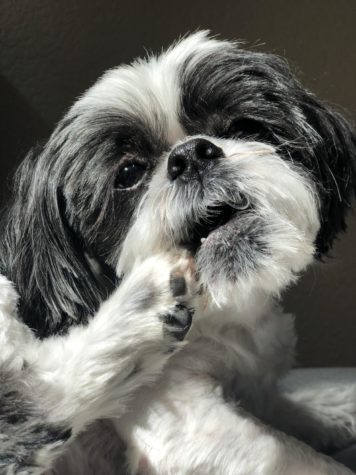 This 13lb Dog Has Almost 3,000 Instagram Followers