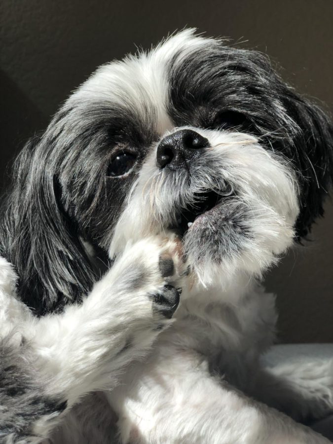 Junior Rosa Lees seven year-old dog, Bo, bites his paw while posing during a photoshoot. Lee created an Instagram account dedicated to Bo as a way to become famous when she was in sixth grade. 