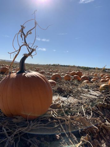 A pumpkin at the Denver Botanical Gardens Pumpkin Patch Oct. 13.