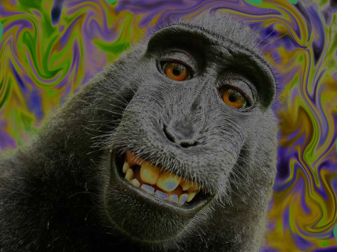 PETA sued photographer David Slater over this image. They claimed that he “infringed” the monkey’s “copyright” by releasing his self-published book Wildlife Personalities, which included the monkey selfie. Long story short; PETA lost. 