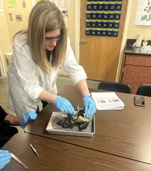 Zoology teacher Nikki Dobos dissects a frog during her second-period Zoology class Nov. 8. Zoology students dissected frogs and found things such as their eggs and past meals inside them. The class had five different dissections throughout the semester to learn about biodiversity and phyla. “I like teaching kids about animals and facts about animals they didn’t know before, but also the importance of biodiversity,” Dobos said. “I think more students should take [Zoology], especially if you love animals and dissections because you can learn more than just general [animal] knowledge.” 