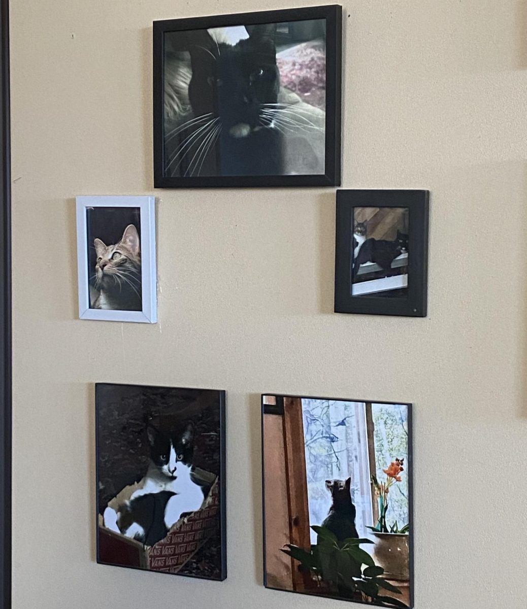 Elizabeth Romito’s cats--Diablo, Crazy Pants and Bug--are pictured in their respective frames in her classroom Nov. 14. Romitos cat wall is dedicated to her pet trio. She adopted Bug and Crazy Pants together about a year and a half ago, while Diablo has been with Romito for eight years. 
