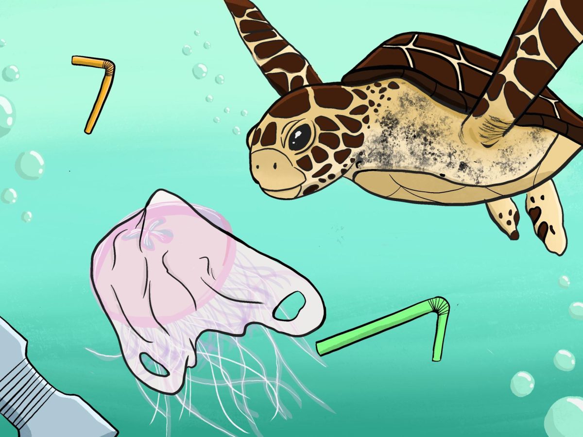 The graphic above represents how plastic pollution affects our oceans marine organisms. Sea turtles can sometimes consume plastic bags due to mistaking them for jelly fish, a large part of some sea turtles' diets.